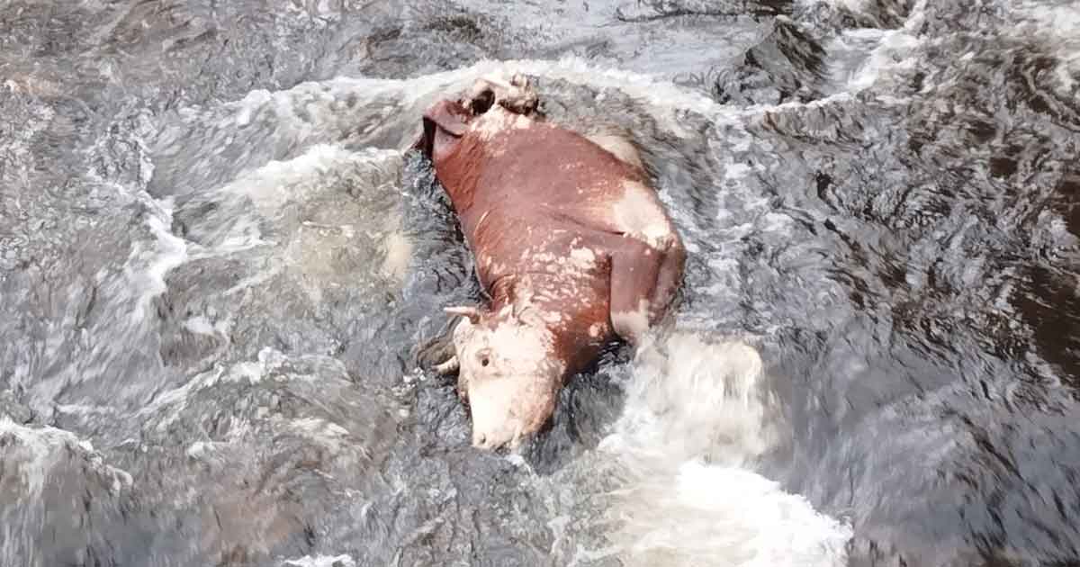 Confirman caso de rabia bovina en Quitachi y alertan posible riesgo sanitario en el río Olia