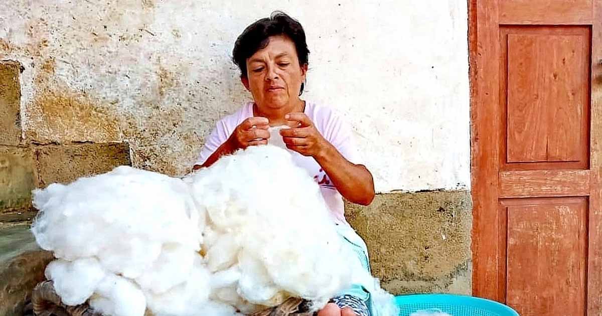 Día Mundial del Algodón: Amazonas revalora el algodón nativo con tradición y desarrollo