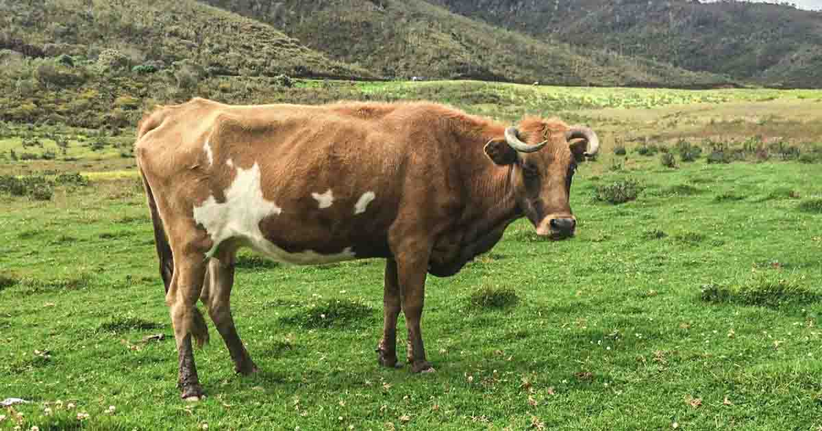 Bife premiado mundialmente confirma hallazgos científicos de la UNTRM
