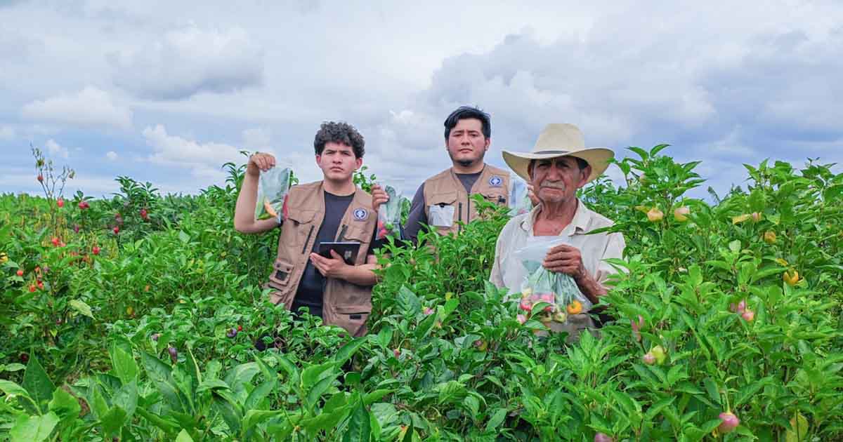 UNTRM preserva ajíes nativos del norte