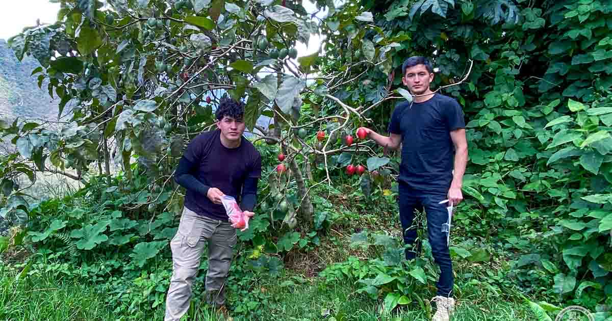 UNTRM impulsa la conservación del tomate de árbol