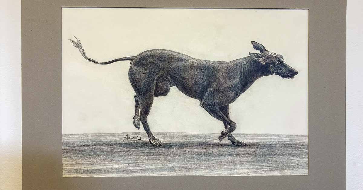 Exposición “Viringo” rinde homenaje al perro precolombino